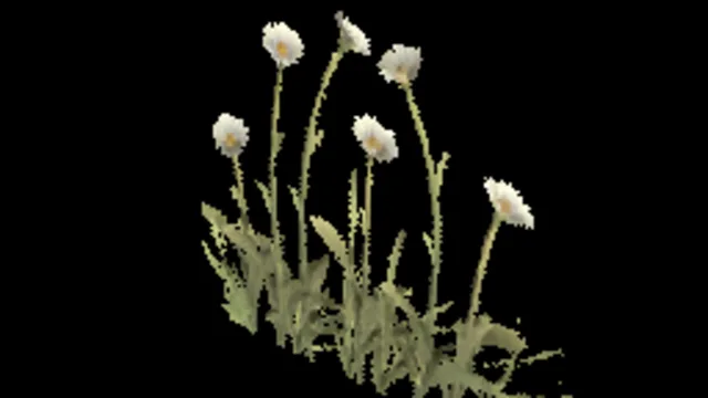 Temperate Daisy A