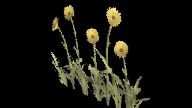 Temperate Daisy B