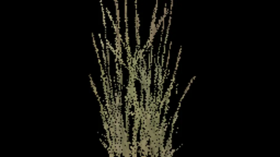 Temperate Grass D