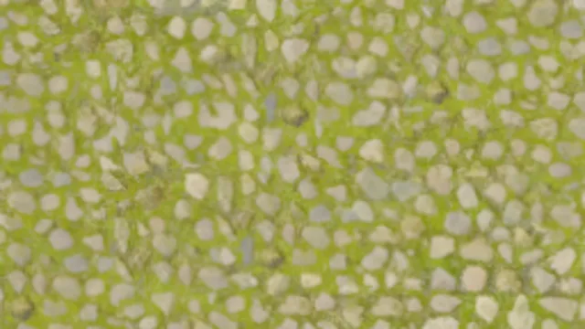 Paving Stones 139 2K