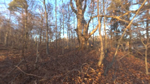 Autumn Forest 04 (2K)