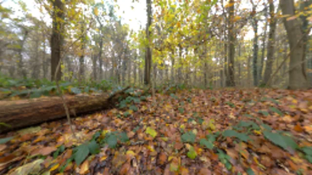 Autumn Ground (2K)