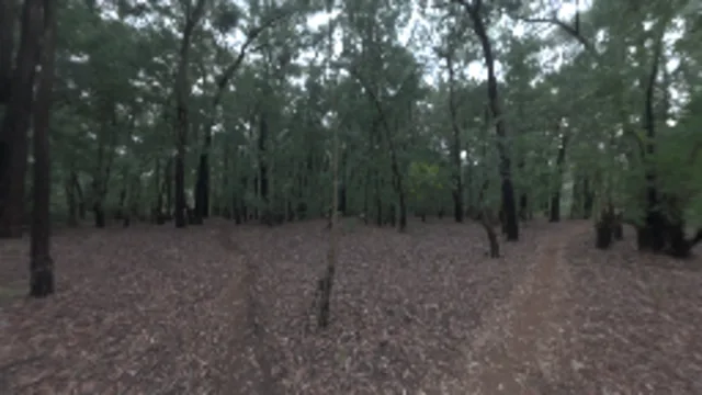 Dark Autumn Forest (2K)