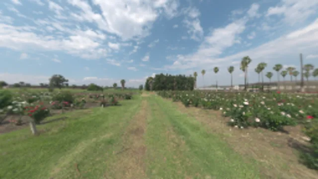 Sunny Rose Garden (2K)