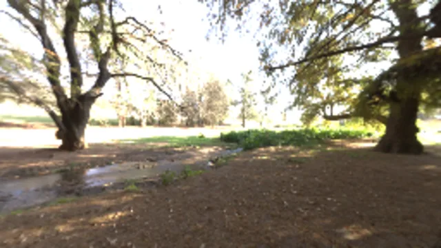 Woods (2K)