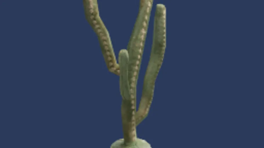 Cactus Model 02