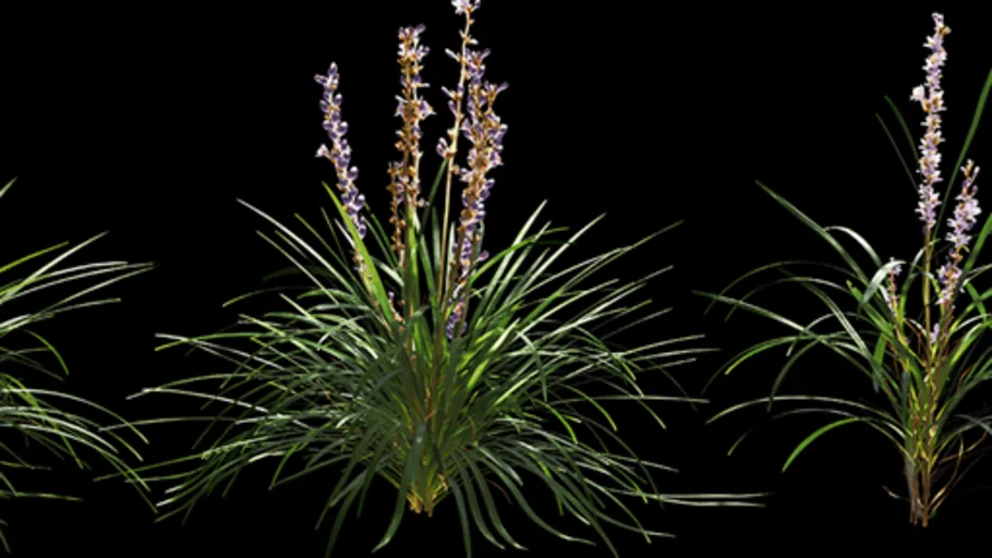 Small plants