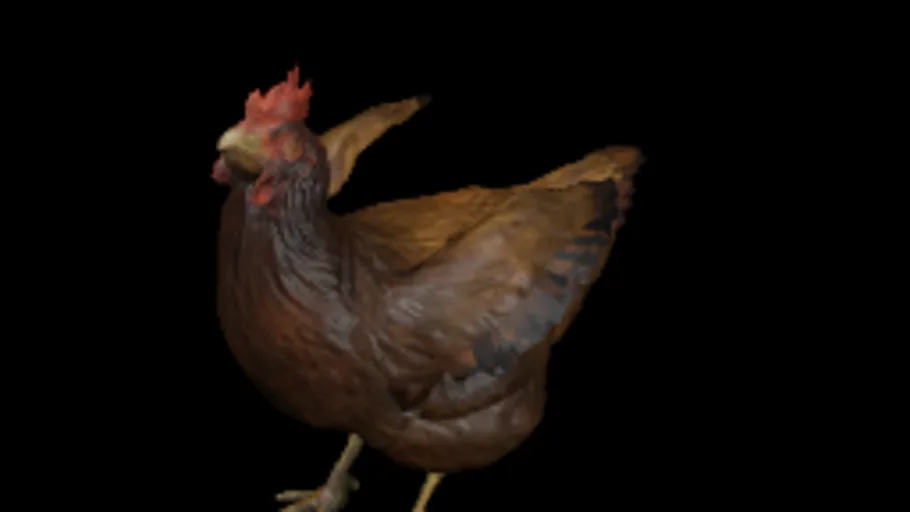 chicken