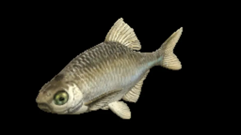 Bitterling