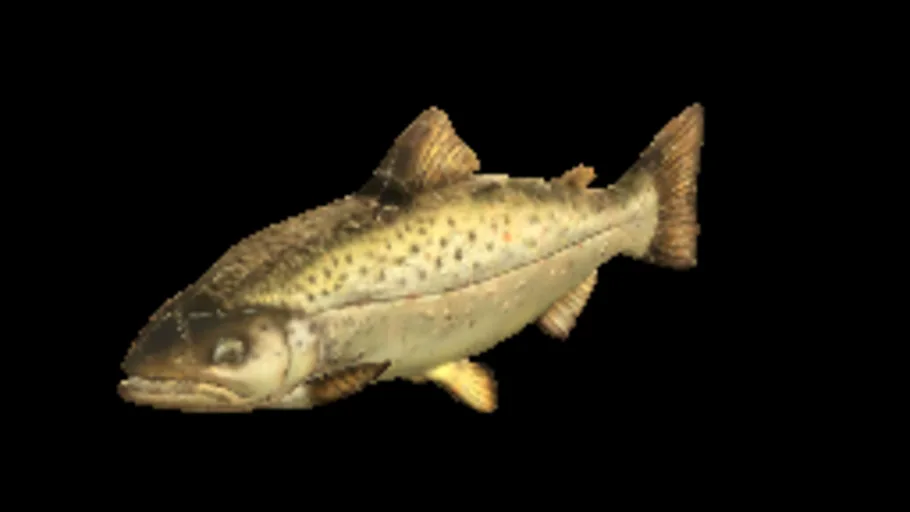 Brown Trout