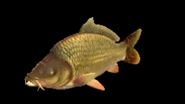 Common Carp