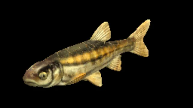 Minnow