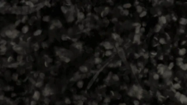 Fingerprints 007