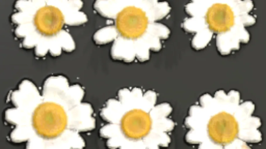 FlowerSet 001