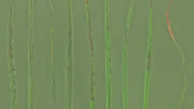 Foliage 001