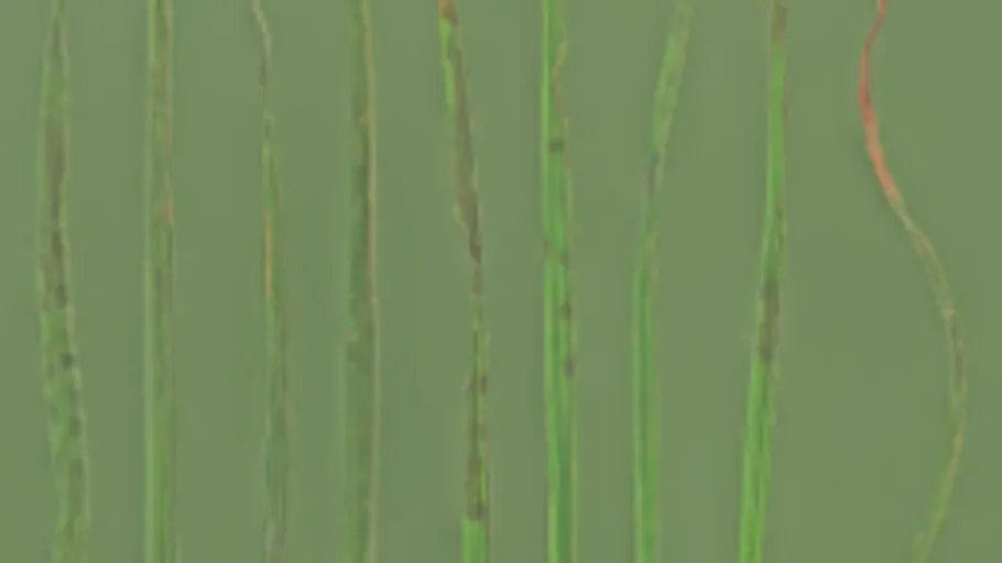 Foliage 001