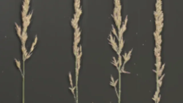 Foliage 002