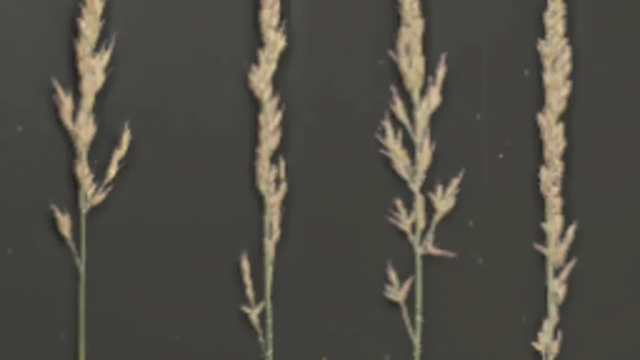 Foliage 002