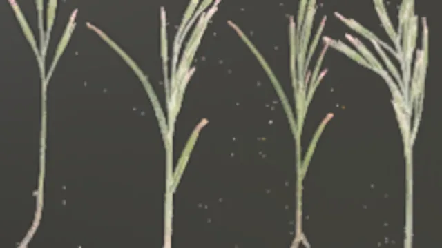 Foliage 003