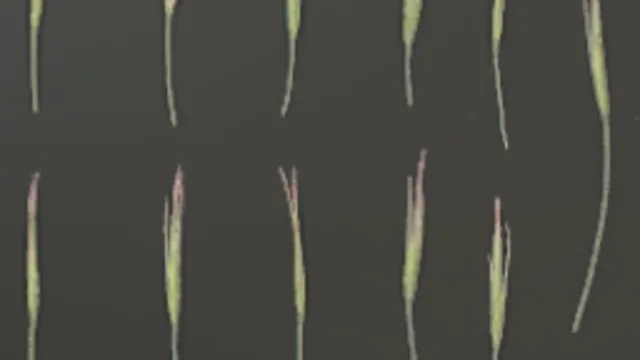 Foliage 004