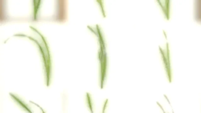 Foliage 007