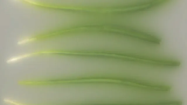 Foliage 008