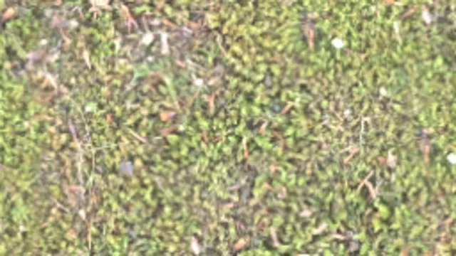 Moss 001