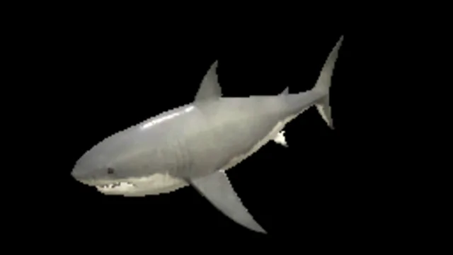 Shark