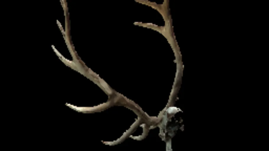 elkskull