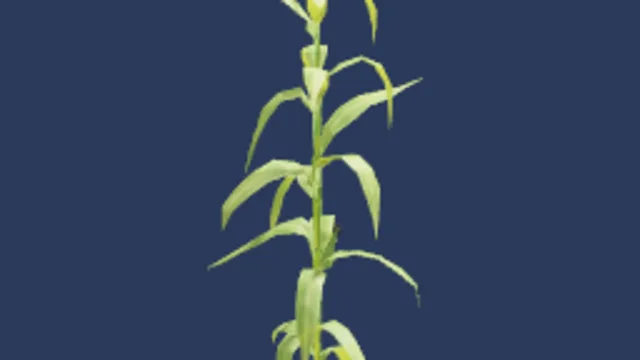 Corn Plant
