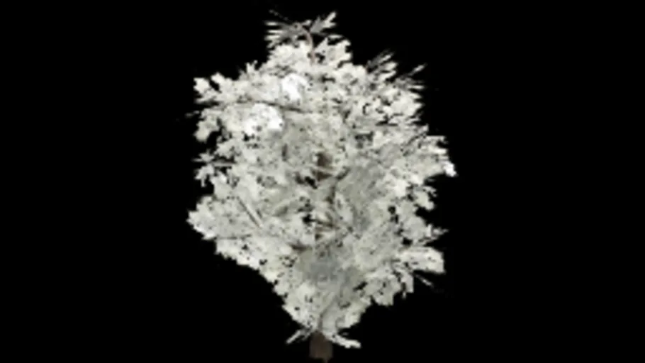 broadleaf_tree