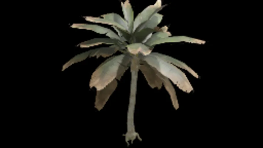 Palm Tree 01