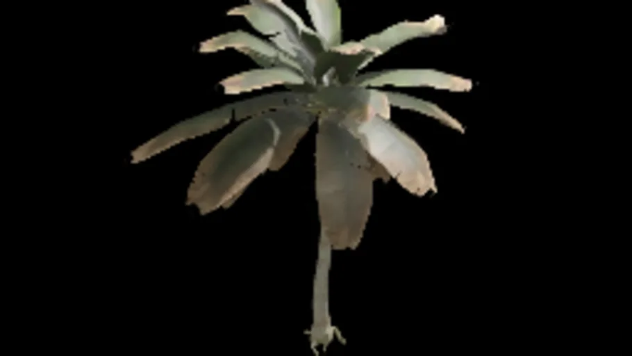 Palm Tree 04