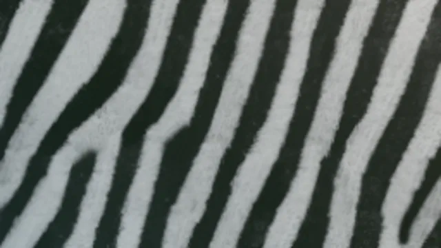 Zebra Skin