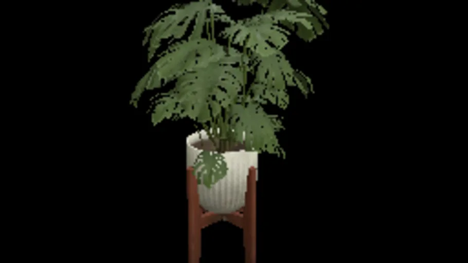 Monstera Deliciosa Plant