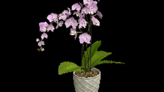 Orchid Plant