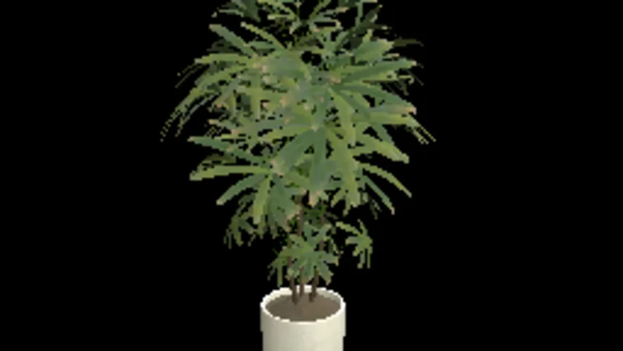 Plant 1
