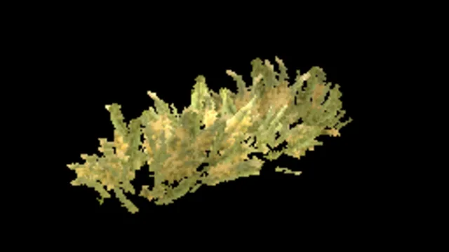 Juniper-Leaf Grevillea