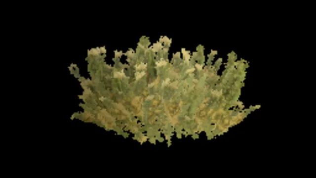 Juniper-Leaf Grevillea Circle