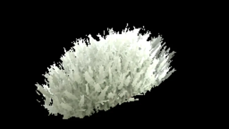 Salt Bush