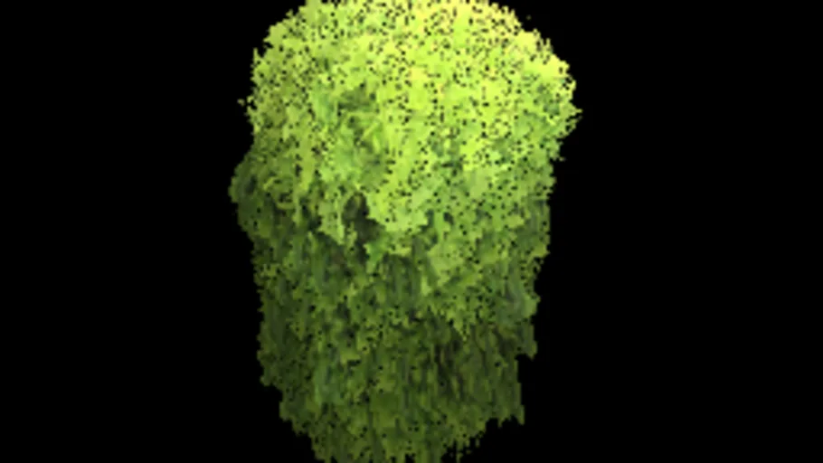 Lilly Pilly Hedge