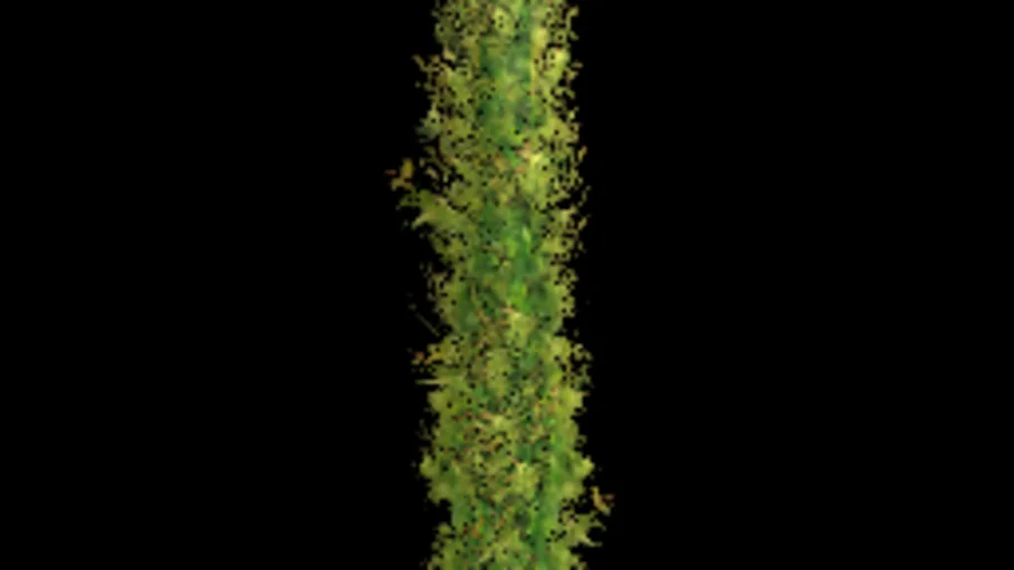 Tall Lilly Pilly Hedge