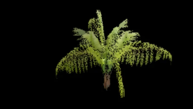Wheki Fern