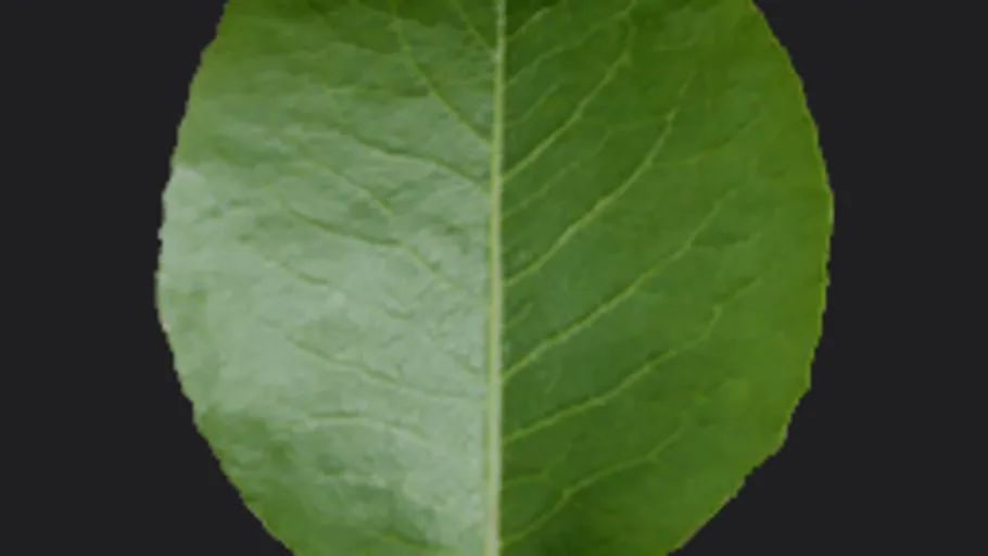 leaves